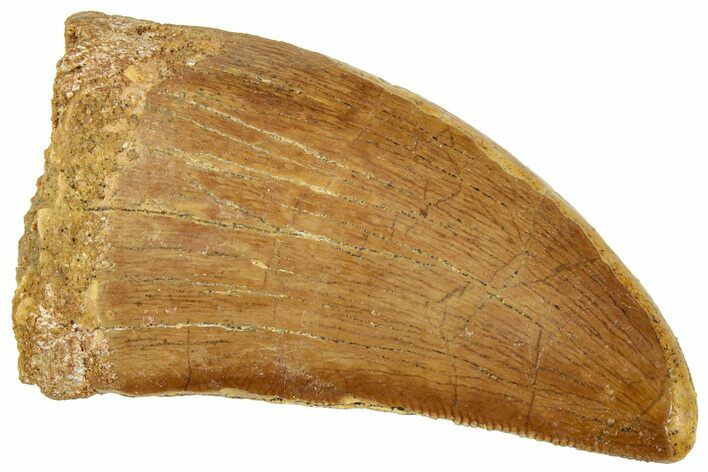 Carcharodontosaurus Tooth - Real Dinosaur Tooth #322055